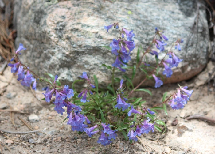 Penstemon virens image