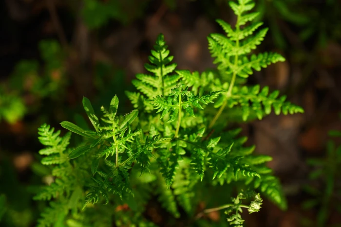 Pentagramma triangularis image