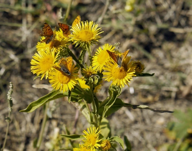 Pentanema britannicum image