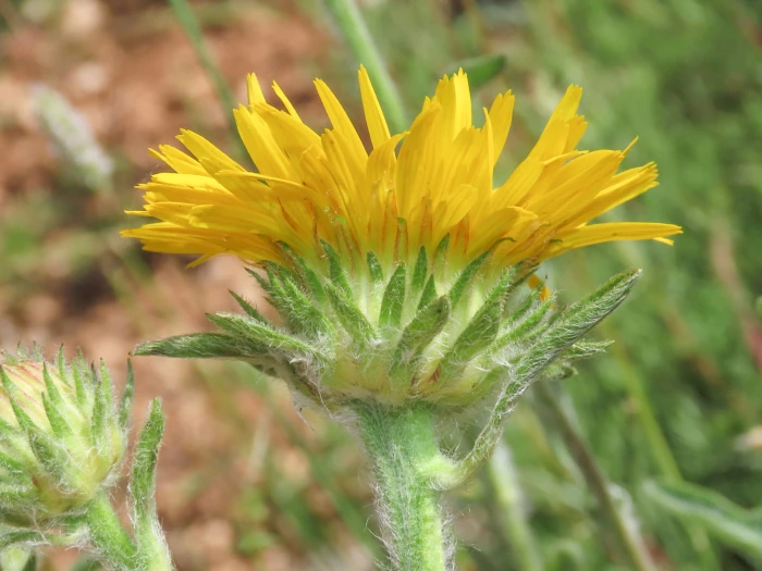 Pentanema montanum image