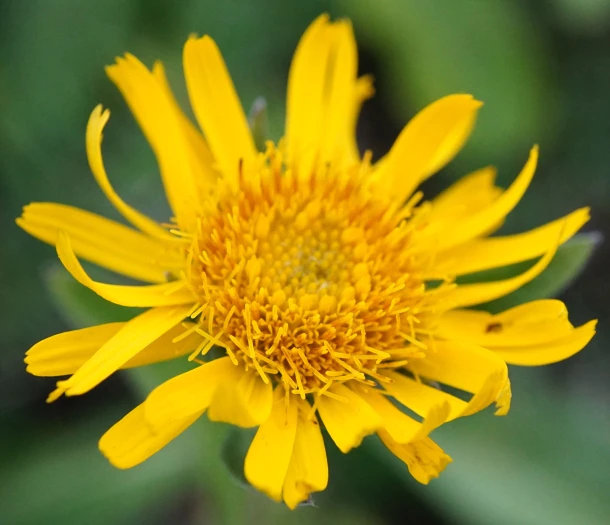 Pentanema oculus-christi image