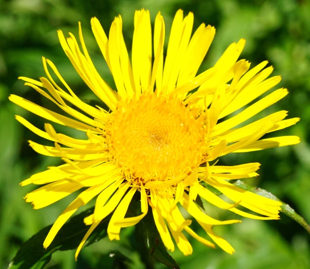 Pentanema salicinum image