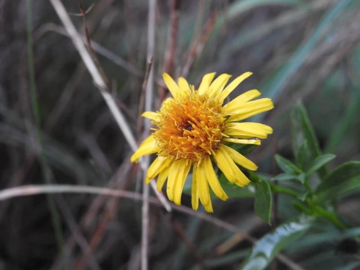 Pentanema spiraeifolium image