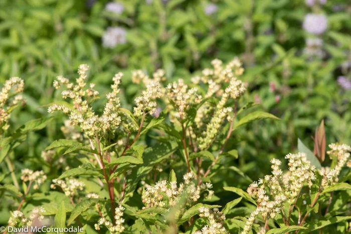 Penthorum sedoides image