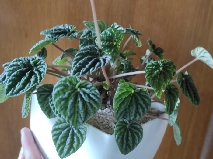 Peperomia caperata image