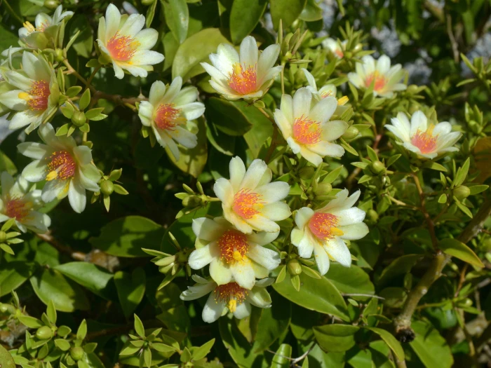 Pereskia aculeata image