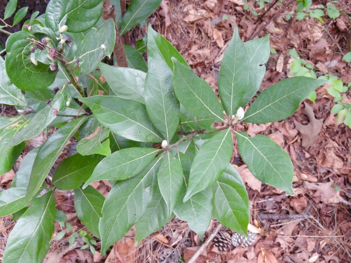 Persea borbonia image