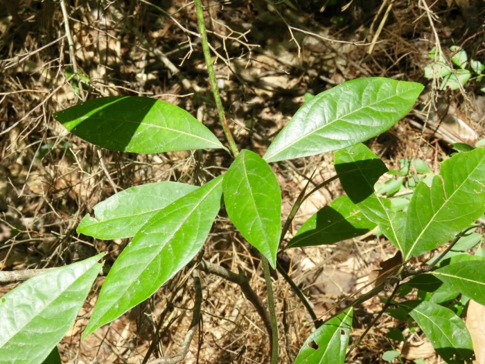 Persea palustris image