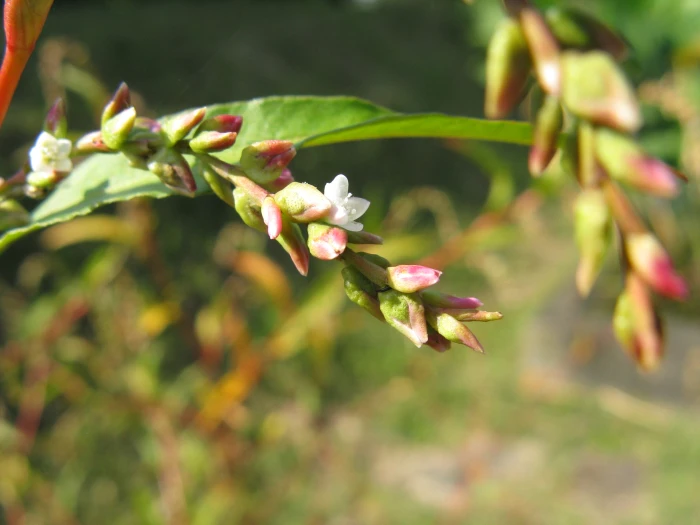 Persicaria hydropiper image