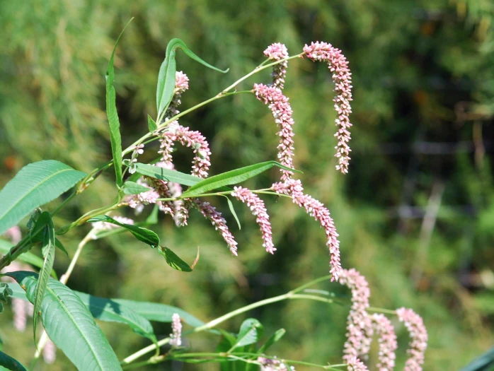 Persicaria lapathifolia image
