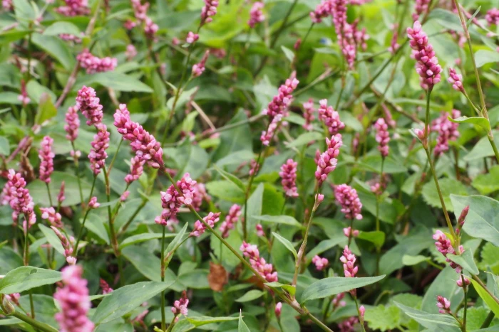 Persicaria longiseta image