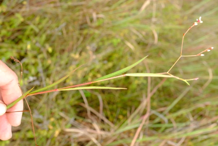 Persicaria meisneriana image