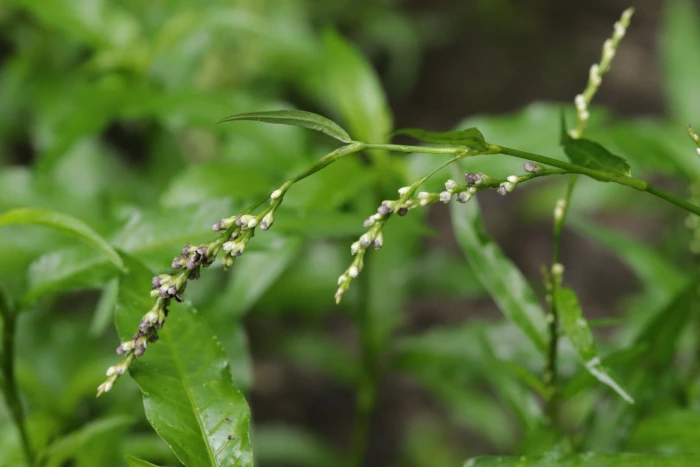 Persicaria minor image