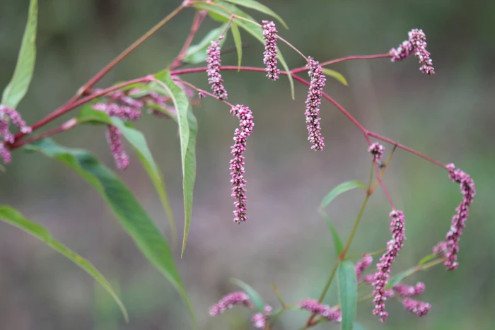 Persicaria mitis image