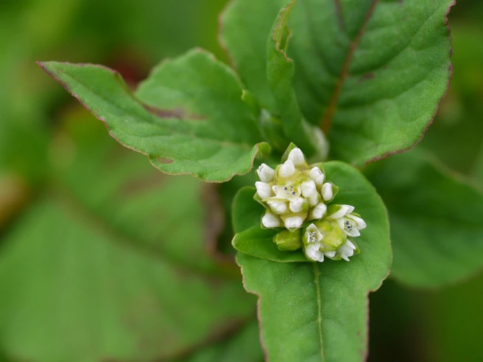 Persicaria nepalensis image