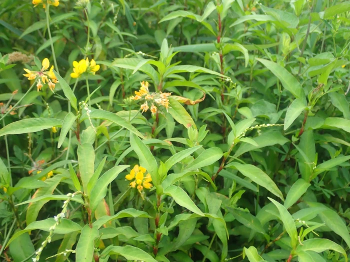 Persicaria punctata image