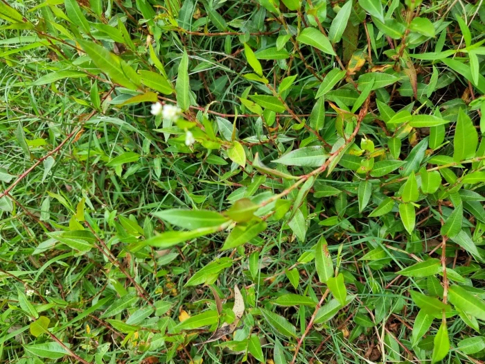Persicaria strigosa image