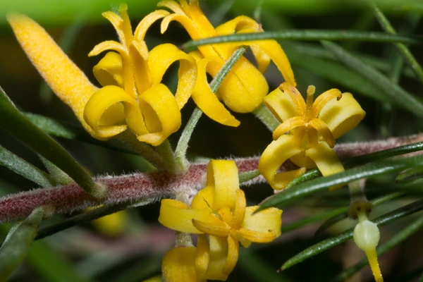 Persoonia linearis image