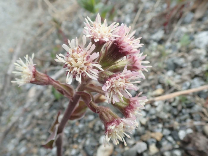 Petasites frigidus image