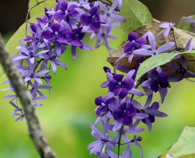 Petrea volubilis image