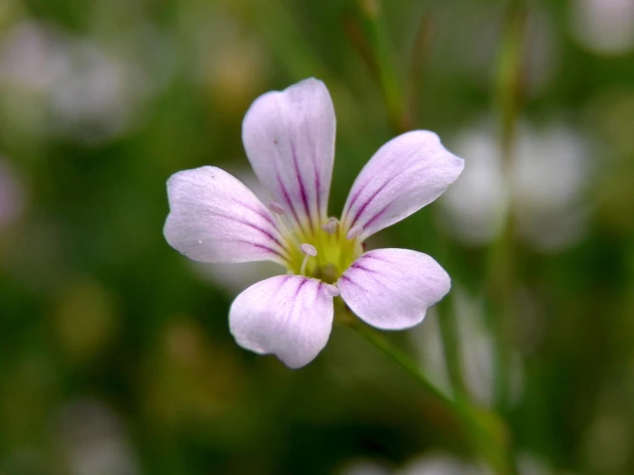 Petrorhagia saxifraga image