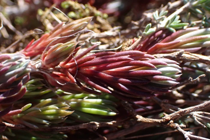 Petrosedum amplexicaule image