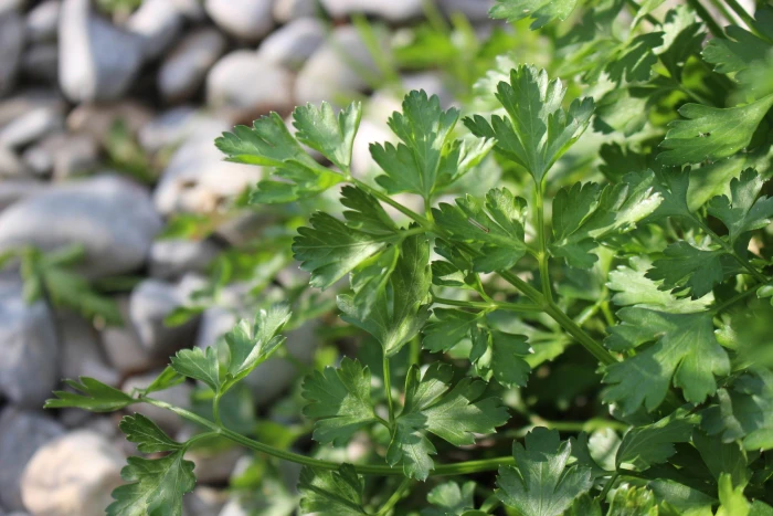 Petroselinum crispum image