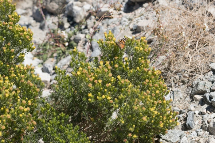 Peucephyllum schottii image