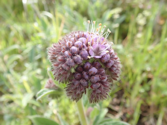 Phacelia californica image