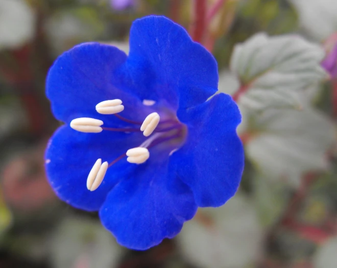 Phacelia campanularia image