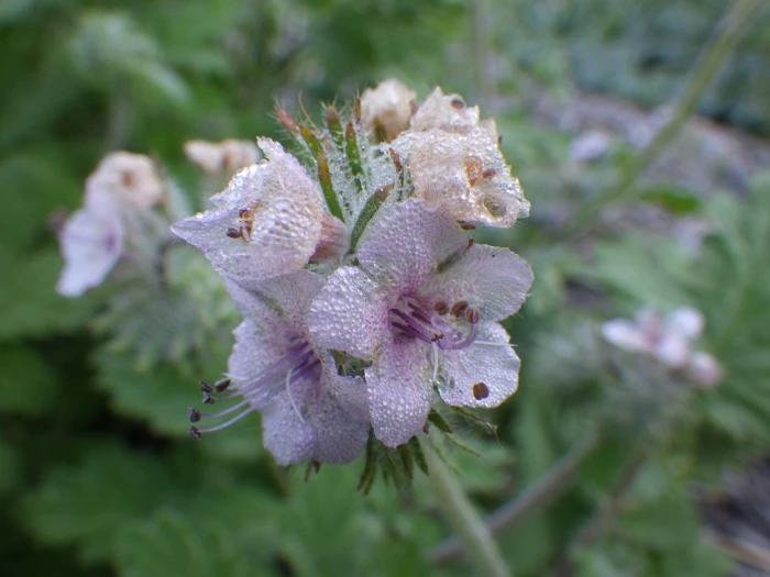 Phacelia cicutaria image