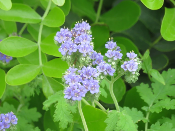 Phacelia congesta image