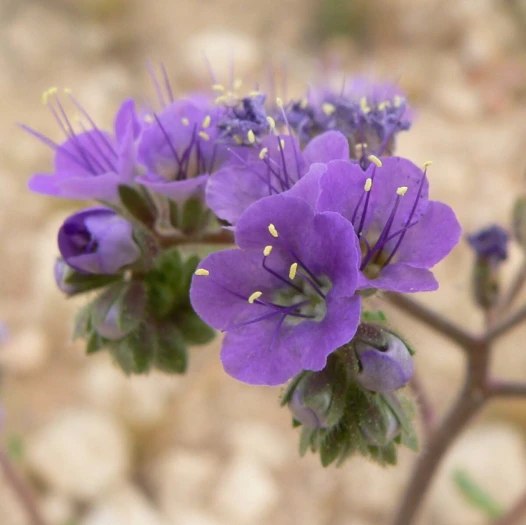 Phacelia crenulata image