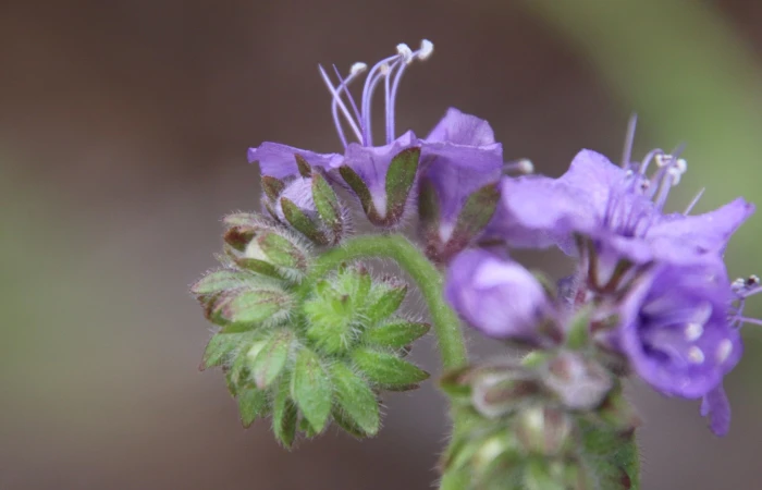 Phacelia distans image