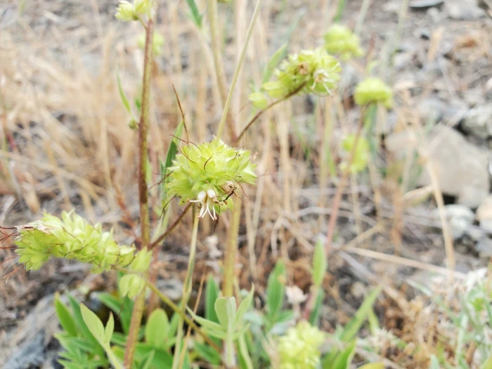 Phacelia egena image
