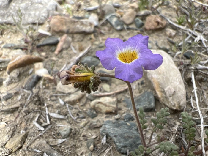 Phacelia fremontii image