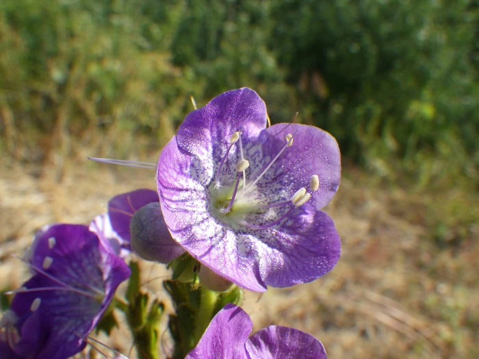 Phacelia grandiflora image