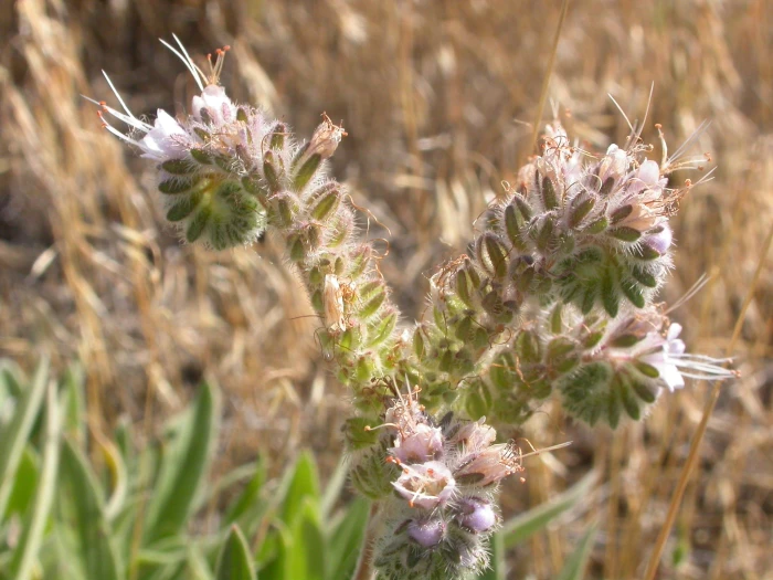 Phacelia hastata image