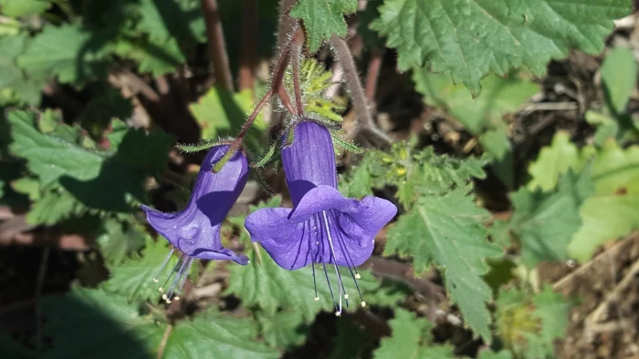 Phacelia minor image