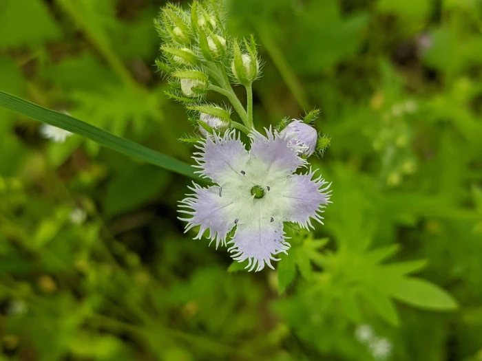 Phacelia purshii image