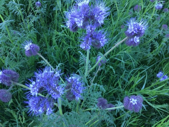 Phacelia tanacetifolia image
