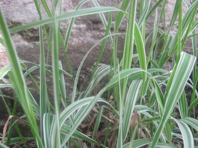 Phalaris arundinacea image