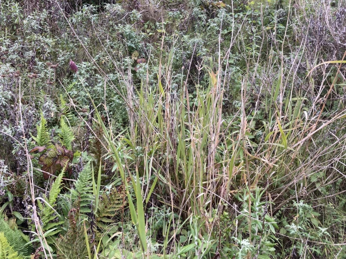 Phalaris californica image