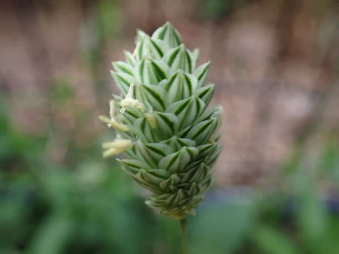 Phalaris canariensis image