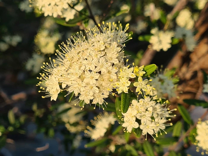 Phebalium squamulosum image