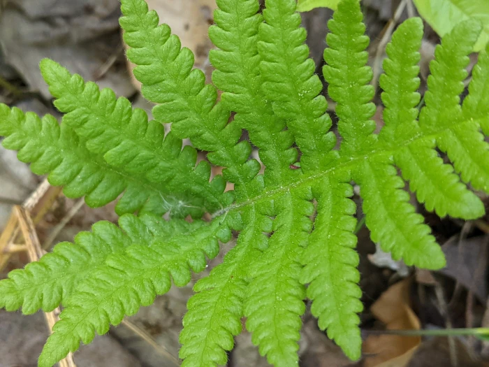 Phegopteris connectilis image