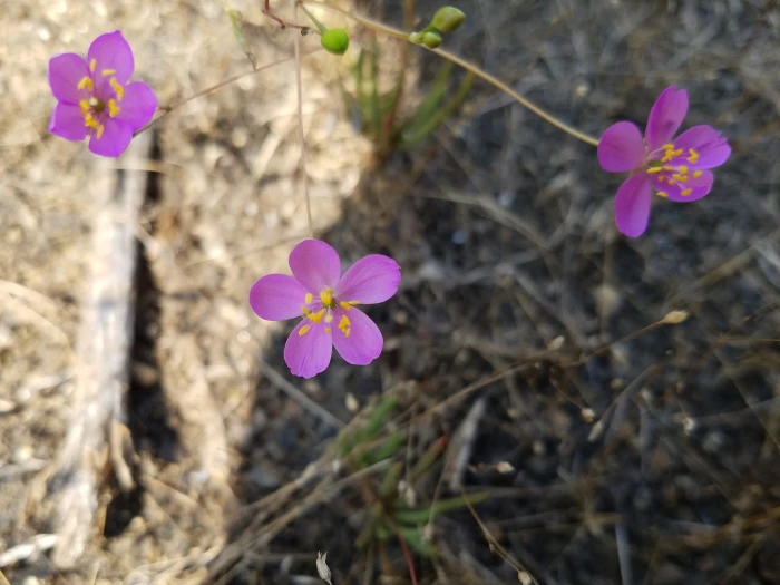 Phemeranthus teretifolius image