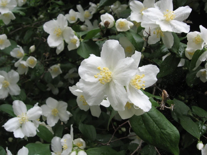 Philadelphus lewisii image