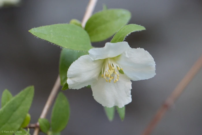 Philadelphus microphyllus image