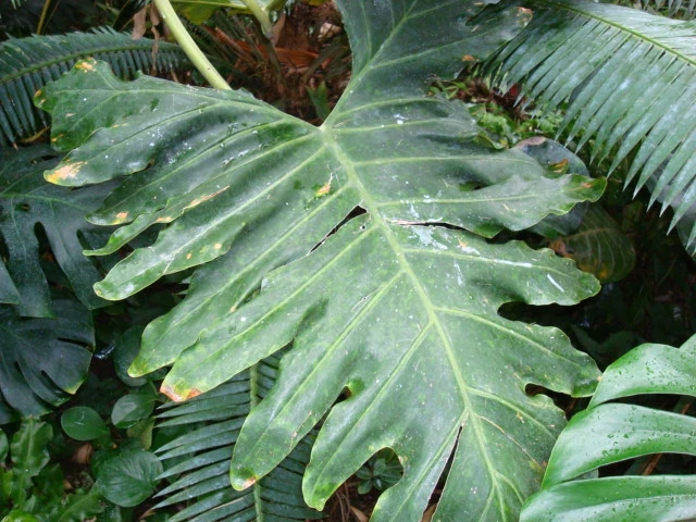Philodendron bipinnatifidum image